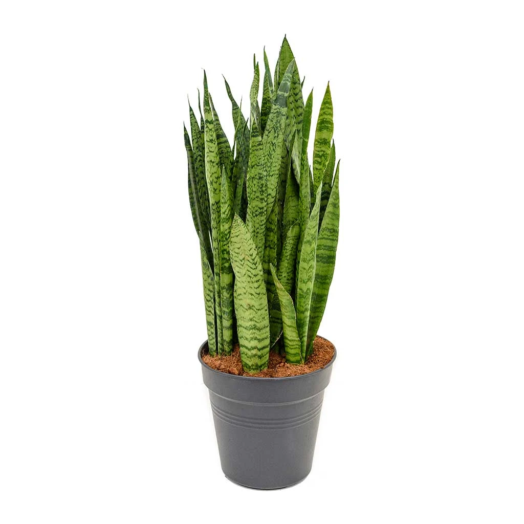 Sansevieria Zeylanica - Snake Plant - Image 18