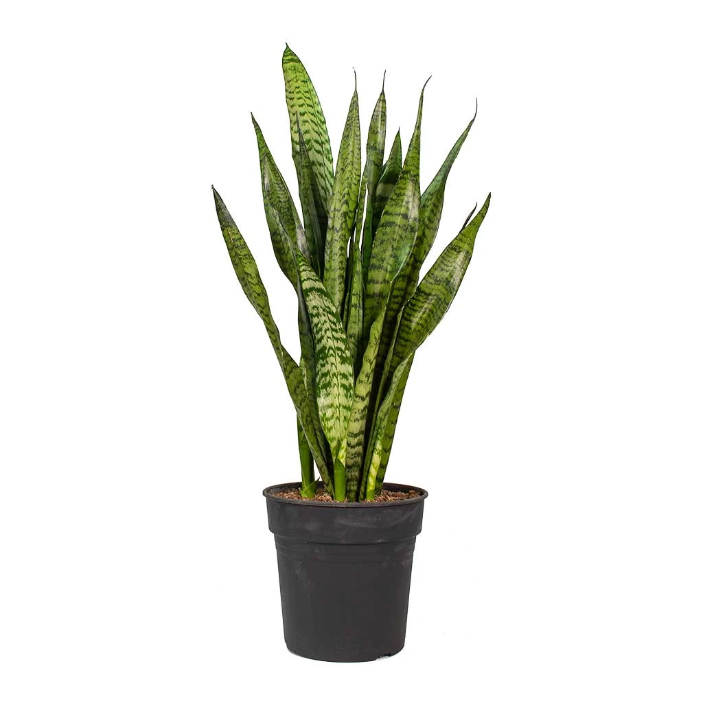 Sansevieria Zeylanica - Snake Plant - Image 16