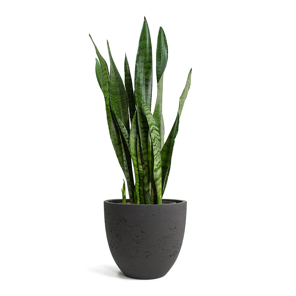 Sansevieria Zeylanica - Snake Plant - Image 4
