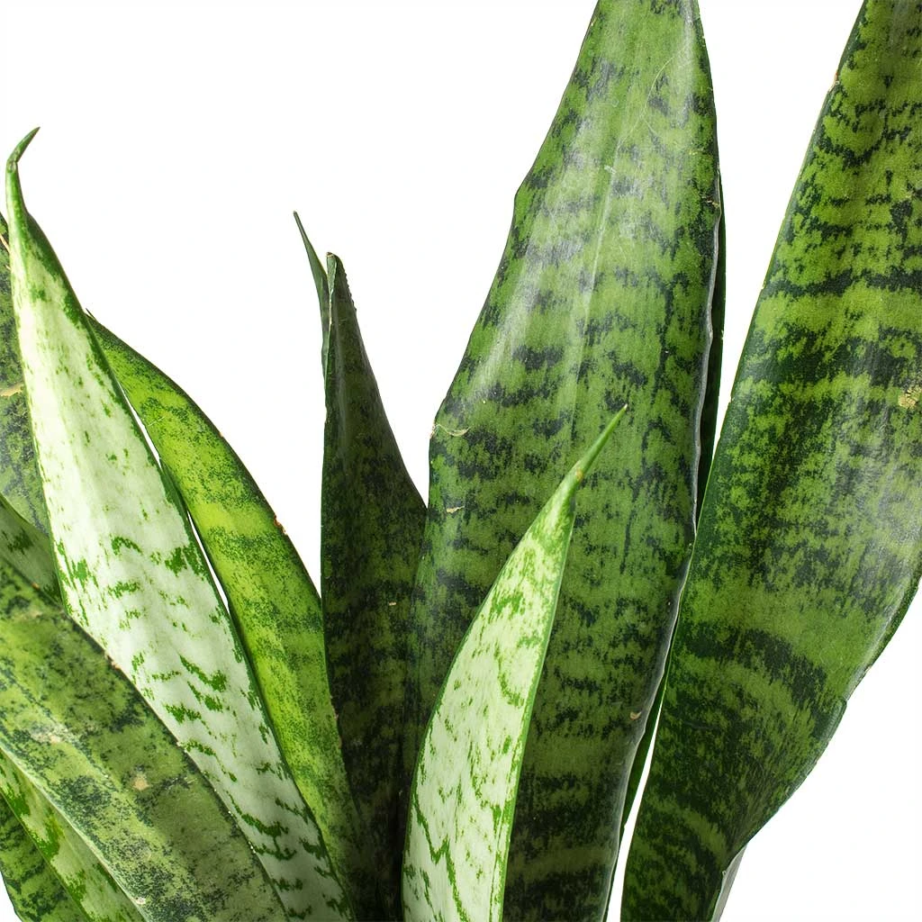 Sansevieria Zeylanica - Snake Plant - Image 3