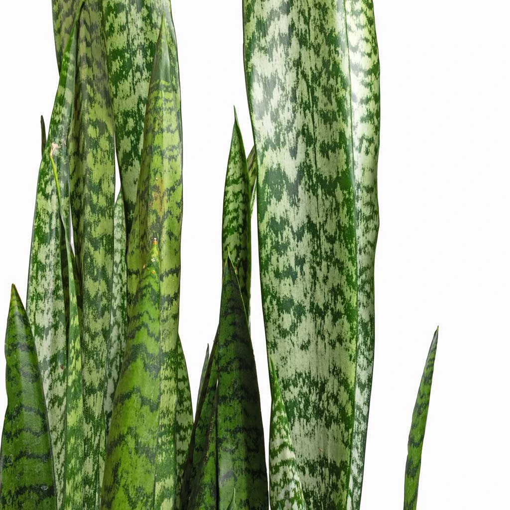 Sansevieria Zeylanica - Snake Plant - Image 2