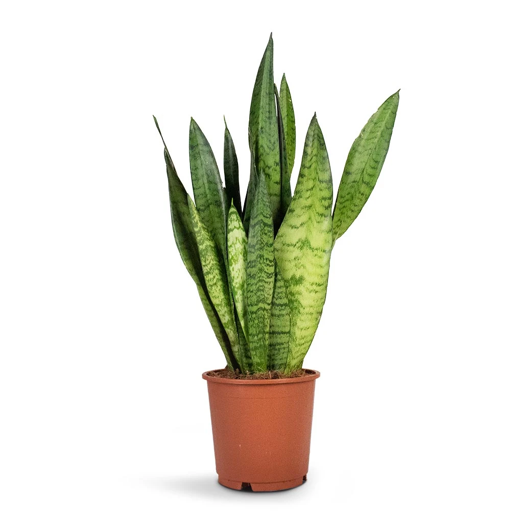 Sansevieria Zeylanica - Snake Plant - Image 6