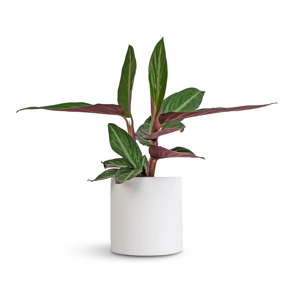Puk Essentials Planter - Matt White - Image 12