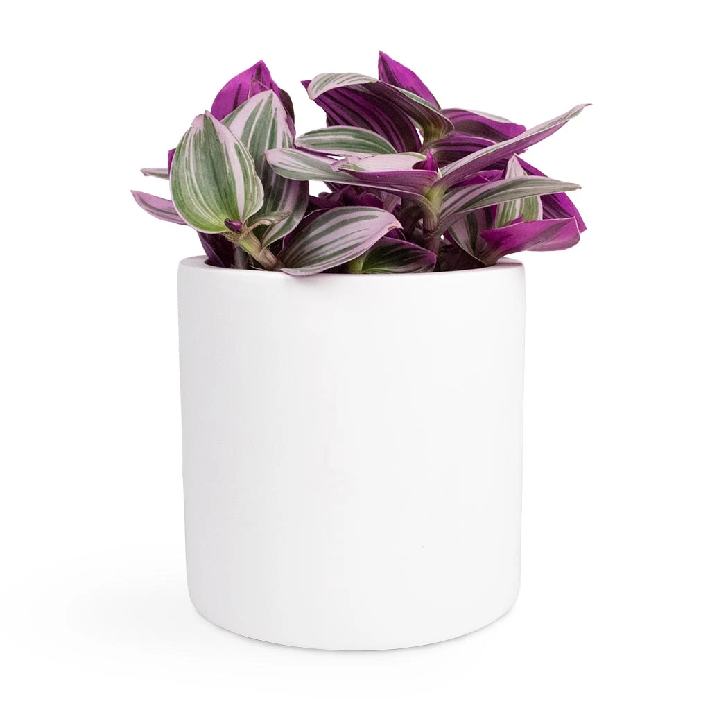 Puk Essentials Planter - Matt White - Image 14