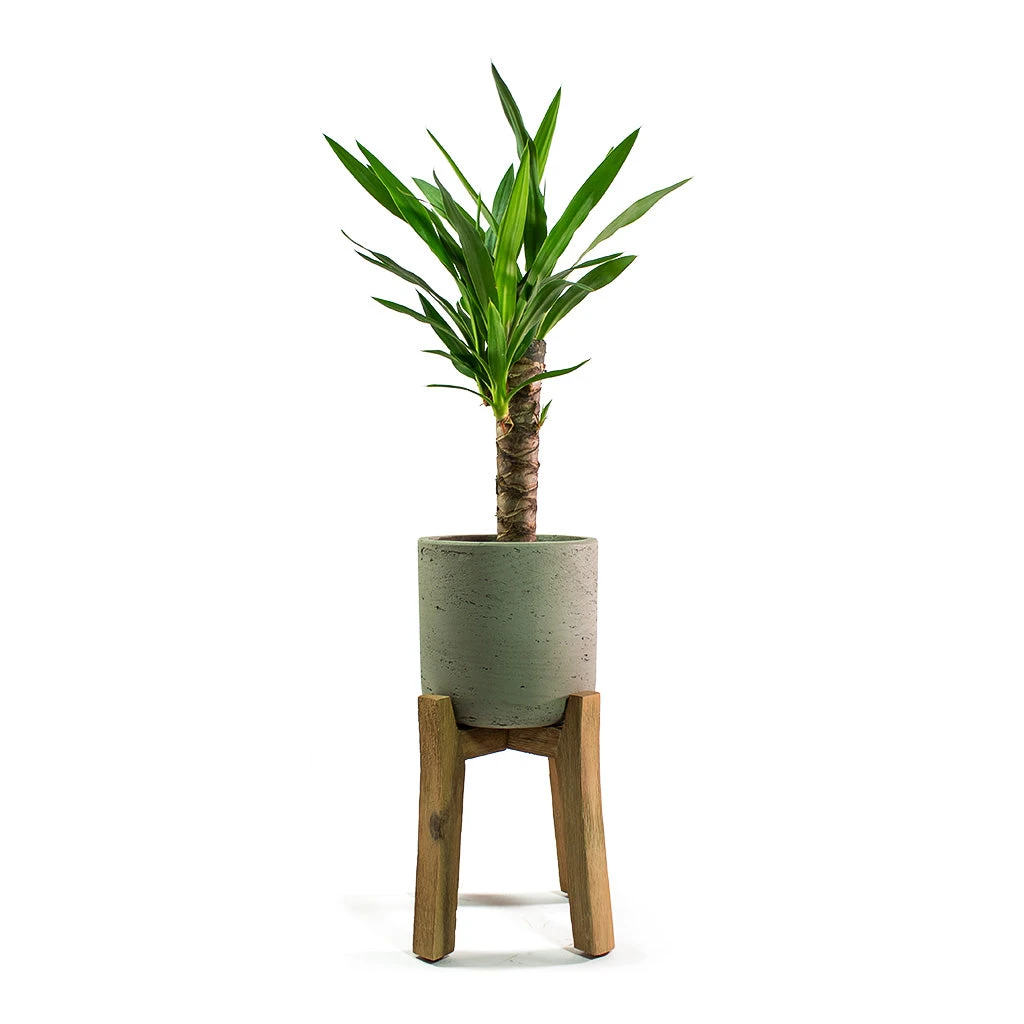 Charlie Plant Pot - Tall Stand - Grey Washed - Image 6